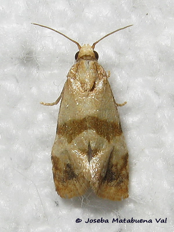 Phalonidia contractana - Tortricidae? S